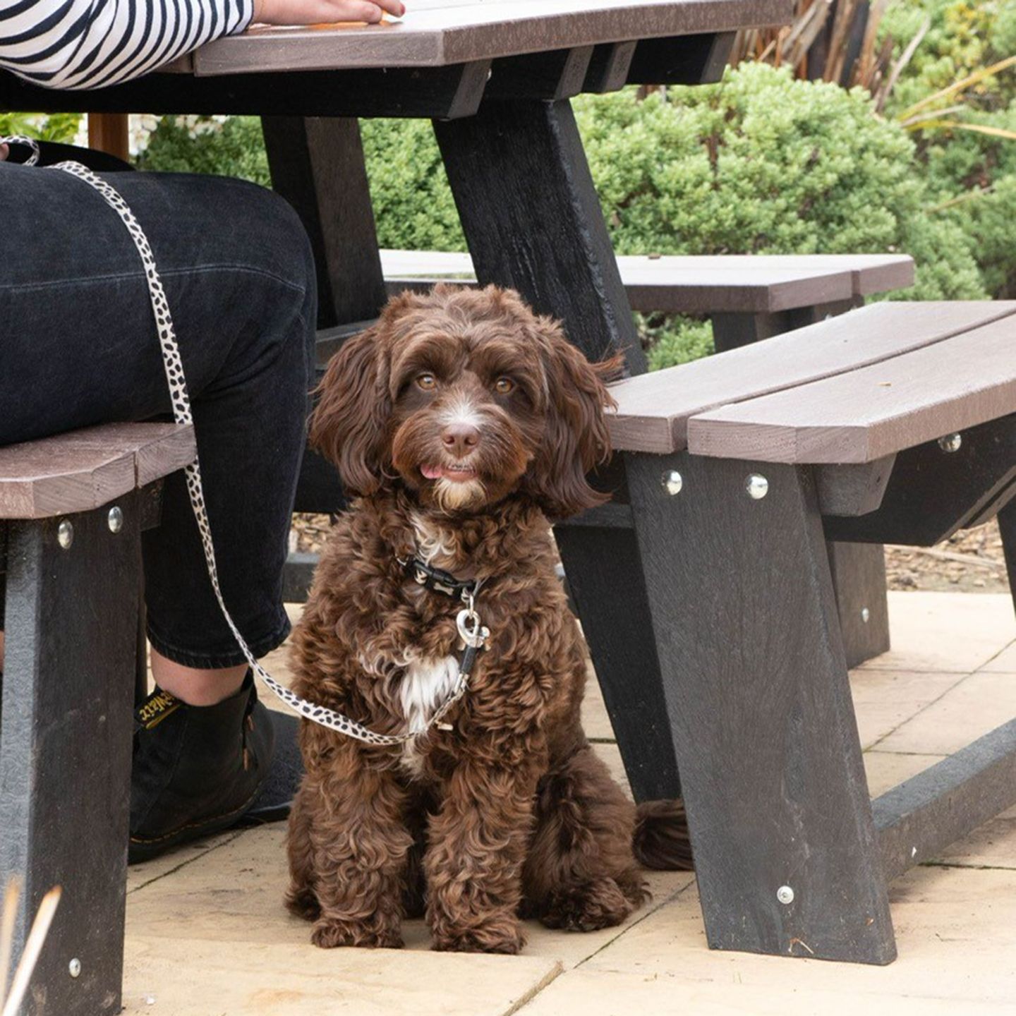 Your local dog friendly pub in Rugeley